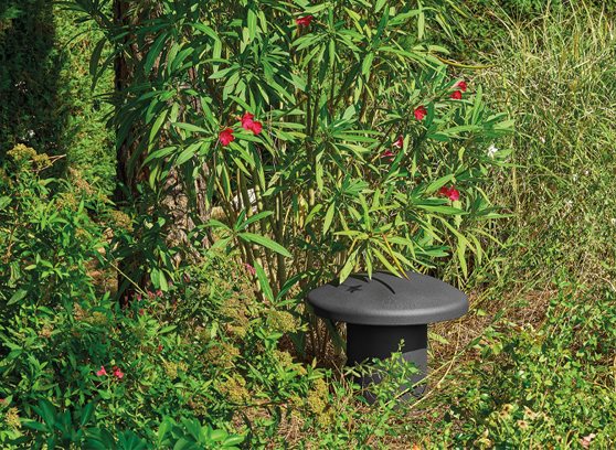 Focal OD 4.1 - cecha 3